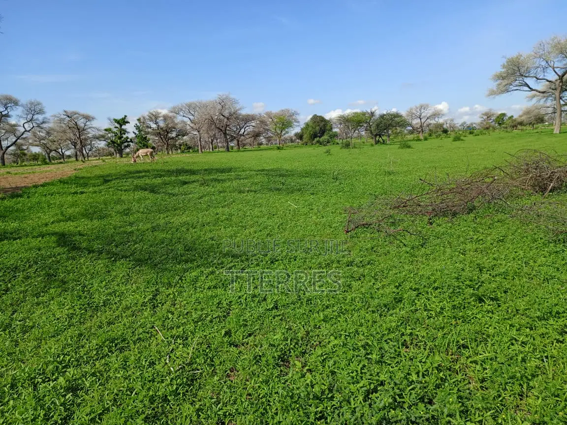 Terrain Industriel De 1,19 Hectare Vers Ngoudiane - Thiès