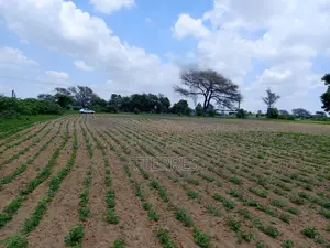 1,99 Hectare en Bordure De Route À Nguoundiane – Thiès