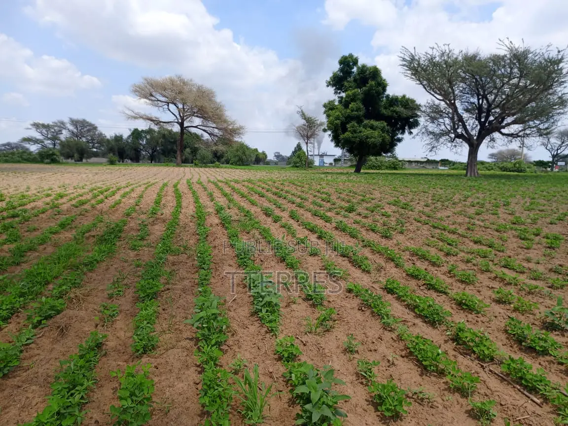 1,99 Hectare en Bordure De Route À Nguoundiane – Thiès