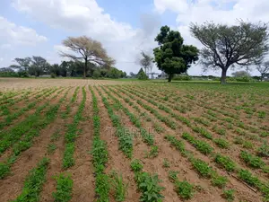 1,99 Hectare en Bordure De Route À Nguoundiane – Thiès