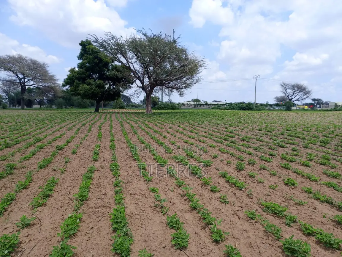 1,99 Hectare en Bordure De Route À Nguoundiane – Thiès