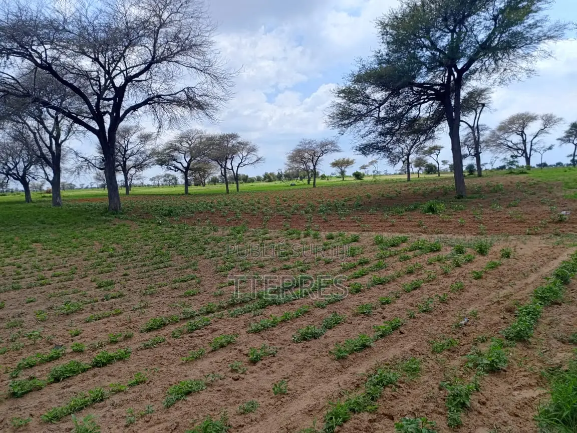 1,99 Hectare en Bordure De Route À Nguoundiane – Thiès
