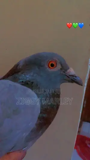 J'ai Une Femelle Pigeons Importer Allemand a Vendre