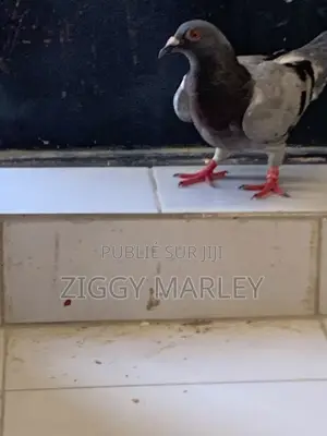 J'ai Une Femelle Pigeons Importer Allemand a Vendre