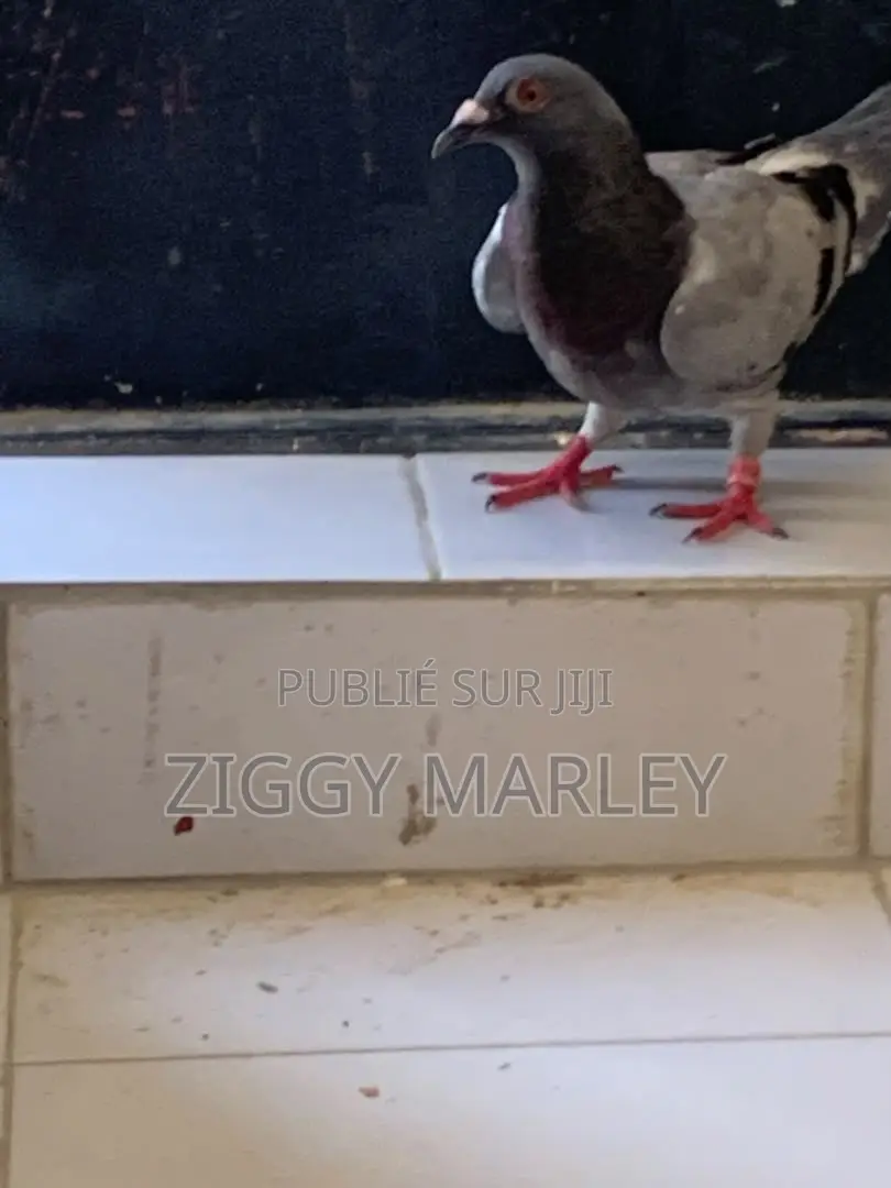 J'ai Une Femelle Pigeons Importer Allemand a Vendre