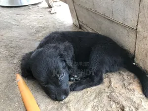 1-3 mois Homme Race mixte Labrador Retriever