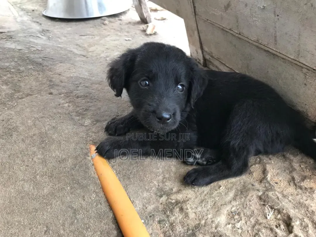 1-3 mois Homme Race mixte Labrador Retriever
