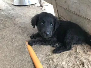 1-3 mois Homme Race mixte Labrador Retriever