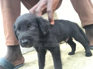 1-3 mois Homme Race mixte Labrador Retriever
