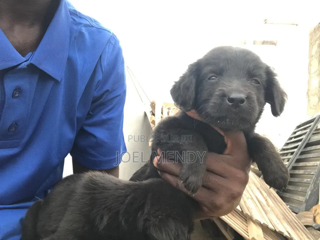 1-3 mois Homme Race mixte Labrador Retriever