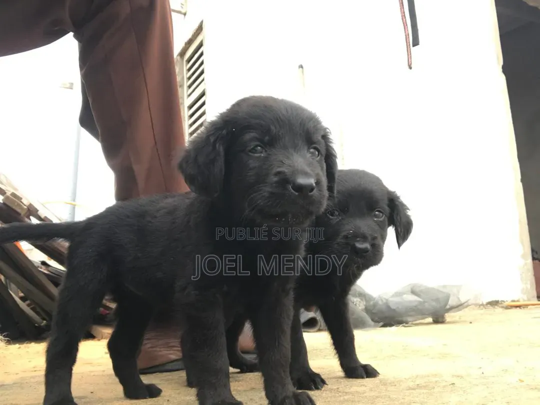 1-3 mois Homme Race mixte Labrador Retriever