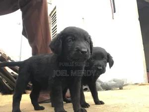 1-3 mois Homme Race mixte Labrador Retriever