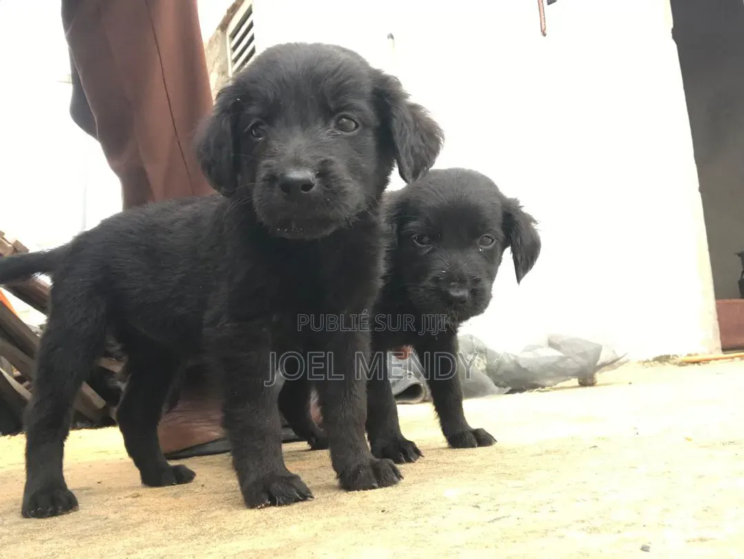 1-3 mois Homme Race mixte Labrador Retriever