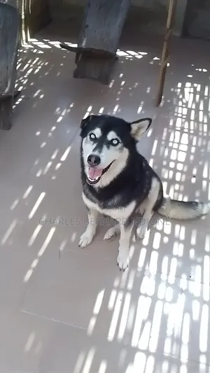 6 à 12 mois Femme Pure race Siberian Husky