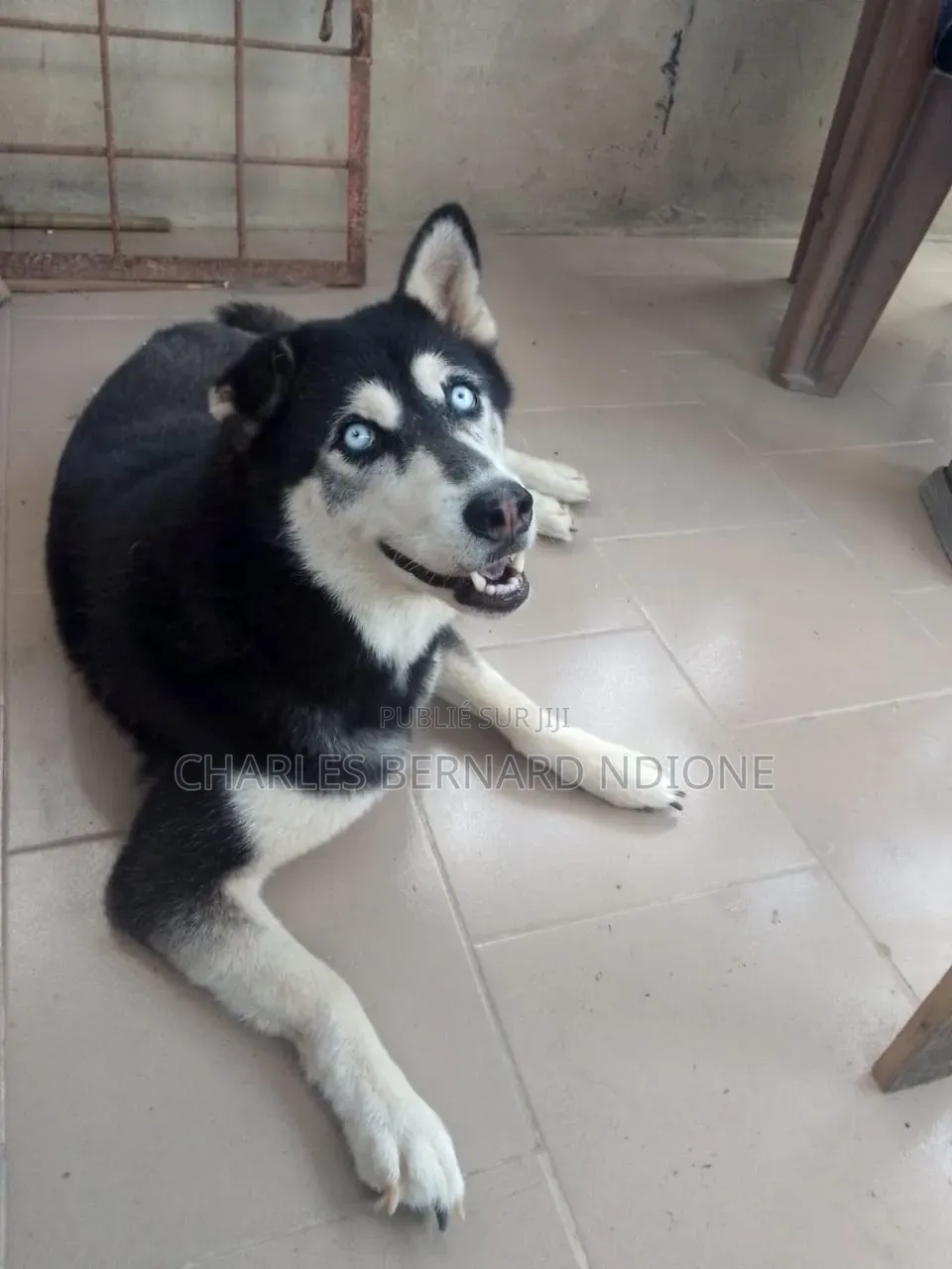 6 à 12 mois Femme Pure race Siberian Husky