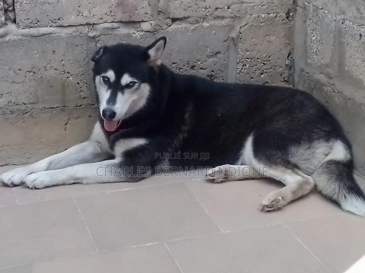 6 à 12 mois Femme Pure race Siberian Husky
