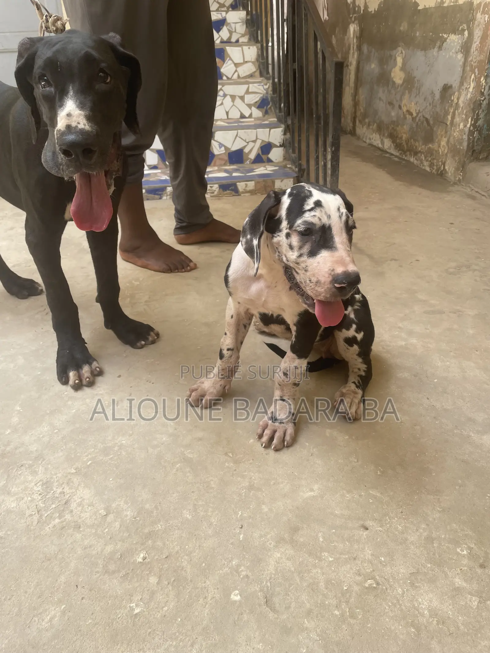 1-3 mois Femme Pure race Great Dane