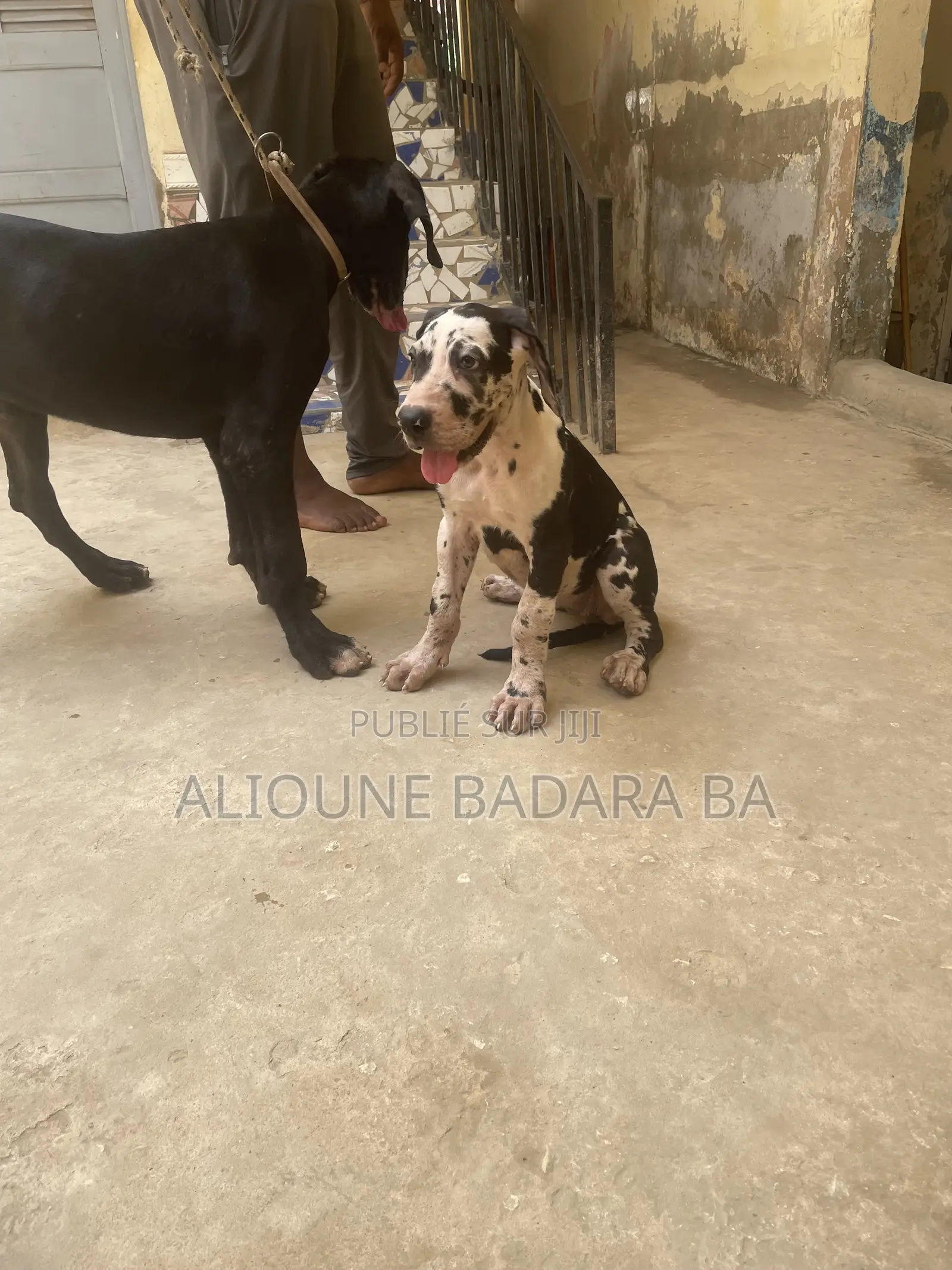 1-3 mois Femme Pure race Great Dane