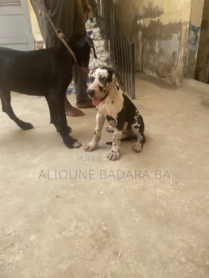 1-3 mois Femme Pure race Great Dane