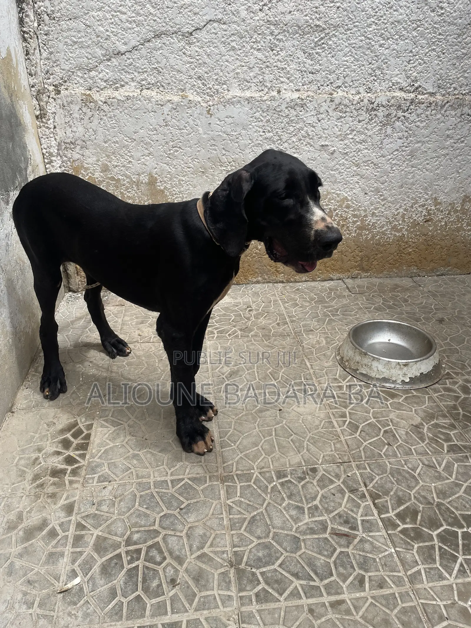 1-3 mois Femme Pure race Great Dane