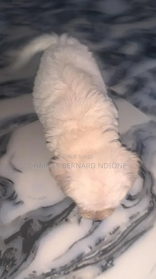 1-3 mois Homme Pure race Bichon Frise
