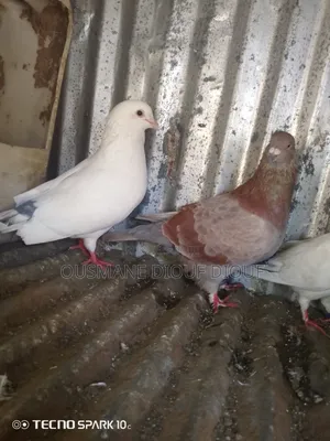 Vente Piegon