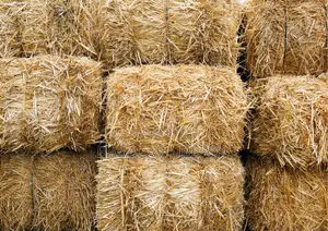 Bottes De Pailles De Riz