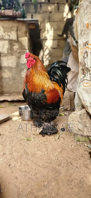 Mâle Brahma Pedrix Doré