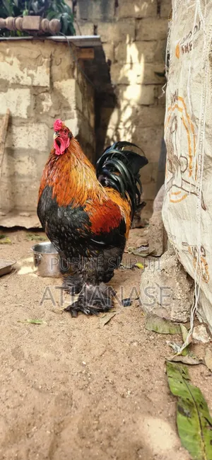 Mâle Brahma Pedrix Doré