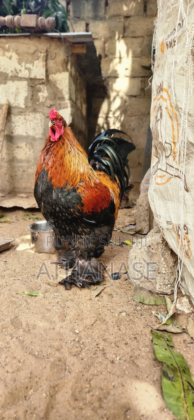 Mâle Brahma Pedrix Doré