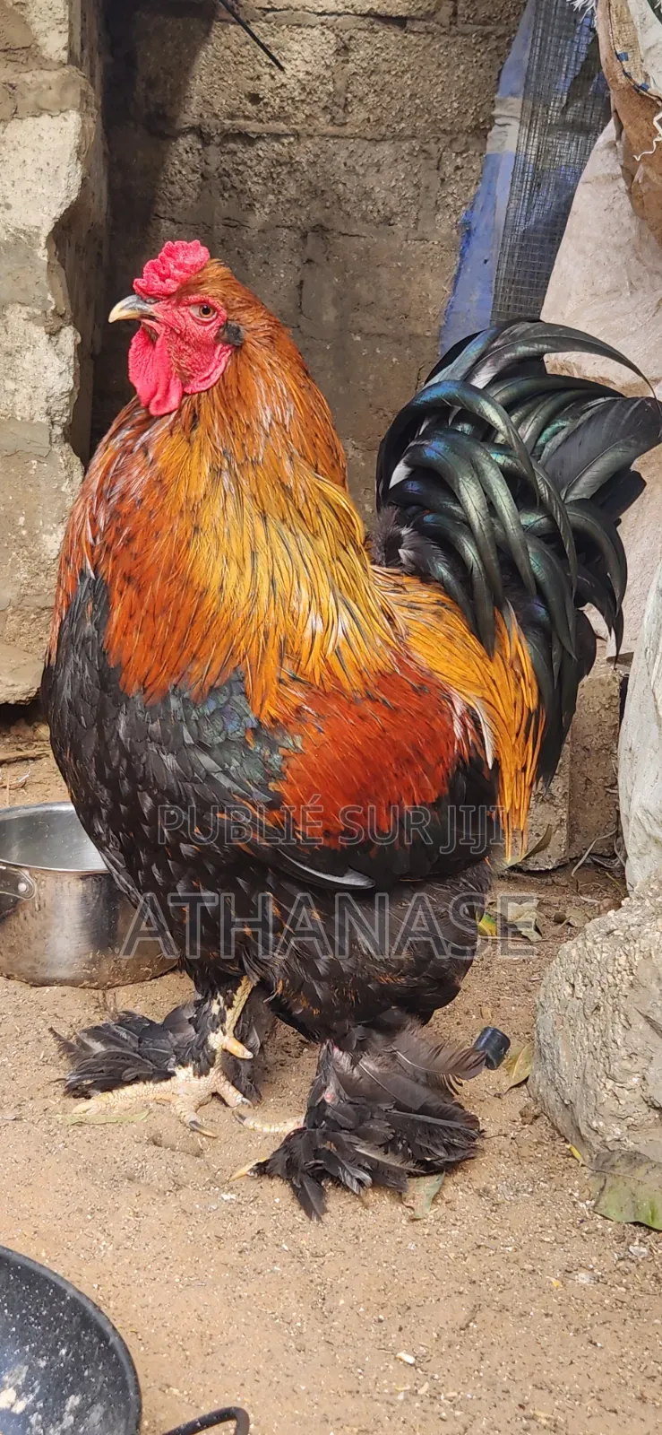 Mâle Brahma Pedrix Doré
