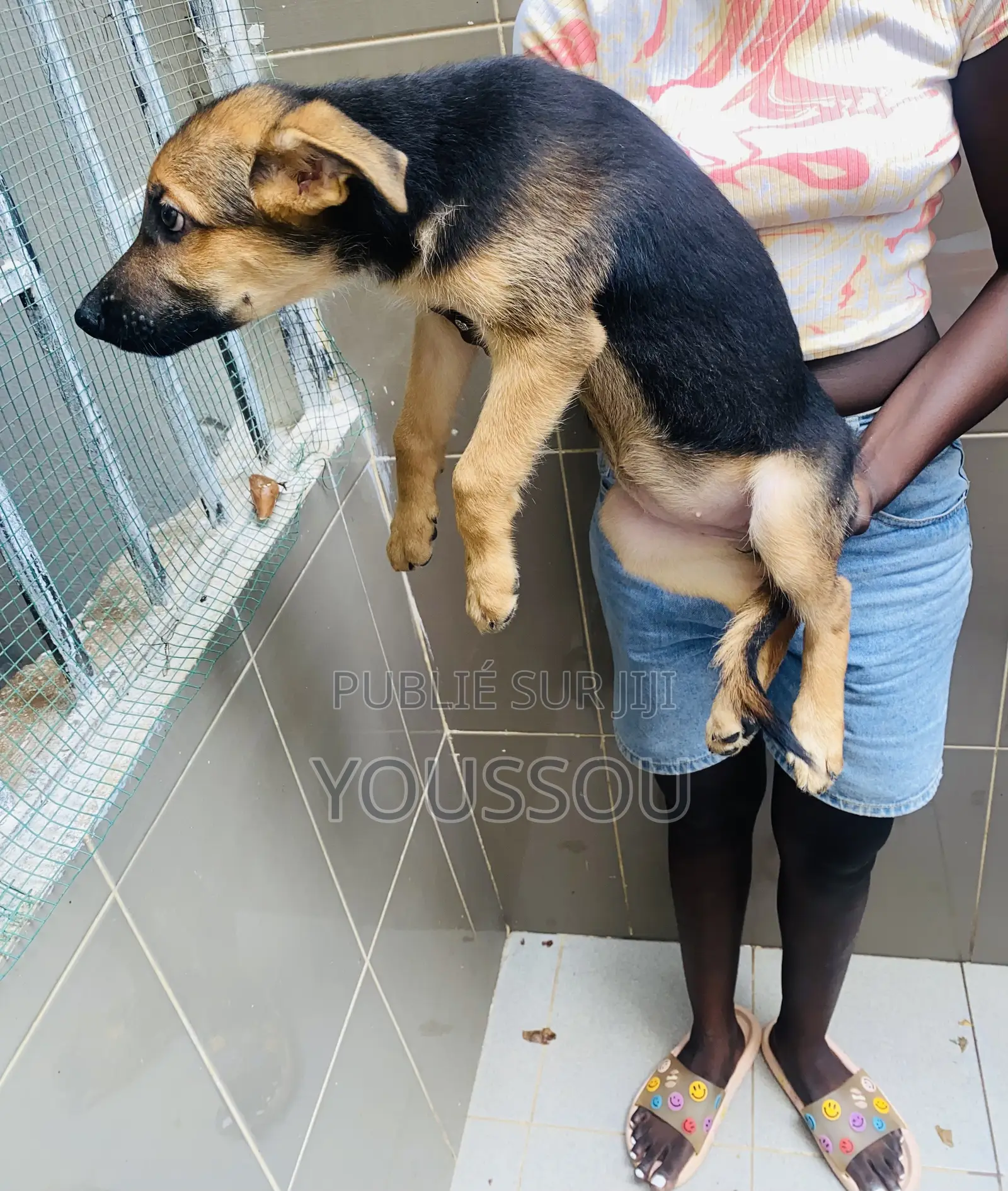 1-3 mois Femme Pure race Dutch Shepherd