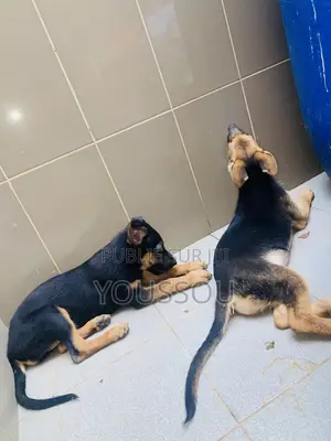 1-3 mois Femme Pure race Dutch Shepherd