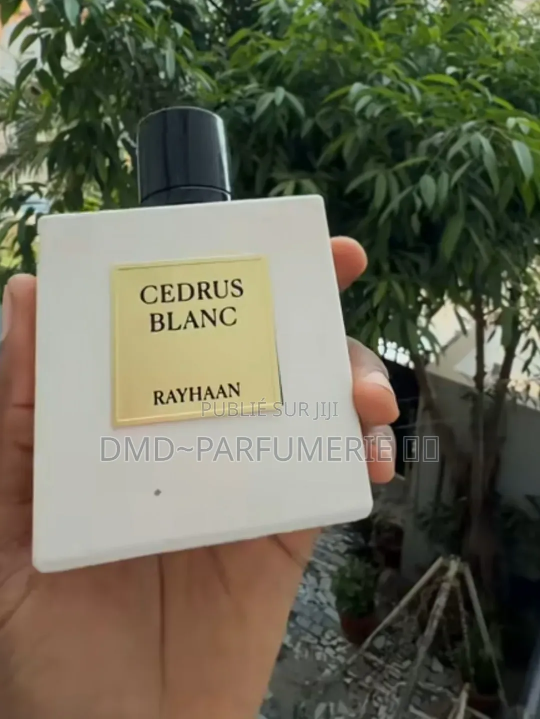 Cedrus Blanc Parfum