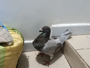 Pigeon Voyageur