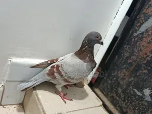 Pigeon Voyageur