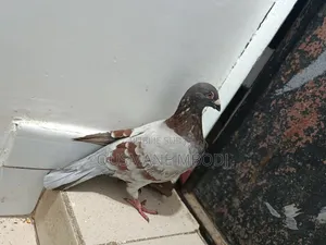 Pigeon Voyageur