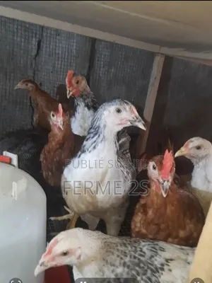 Jeunes Poulet Goliath Disponibles À La Vente