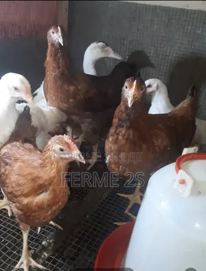 Jeunes Poulet Goliath Disponibles À La Vente