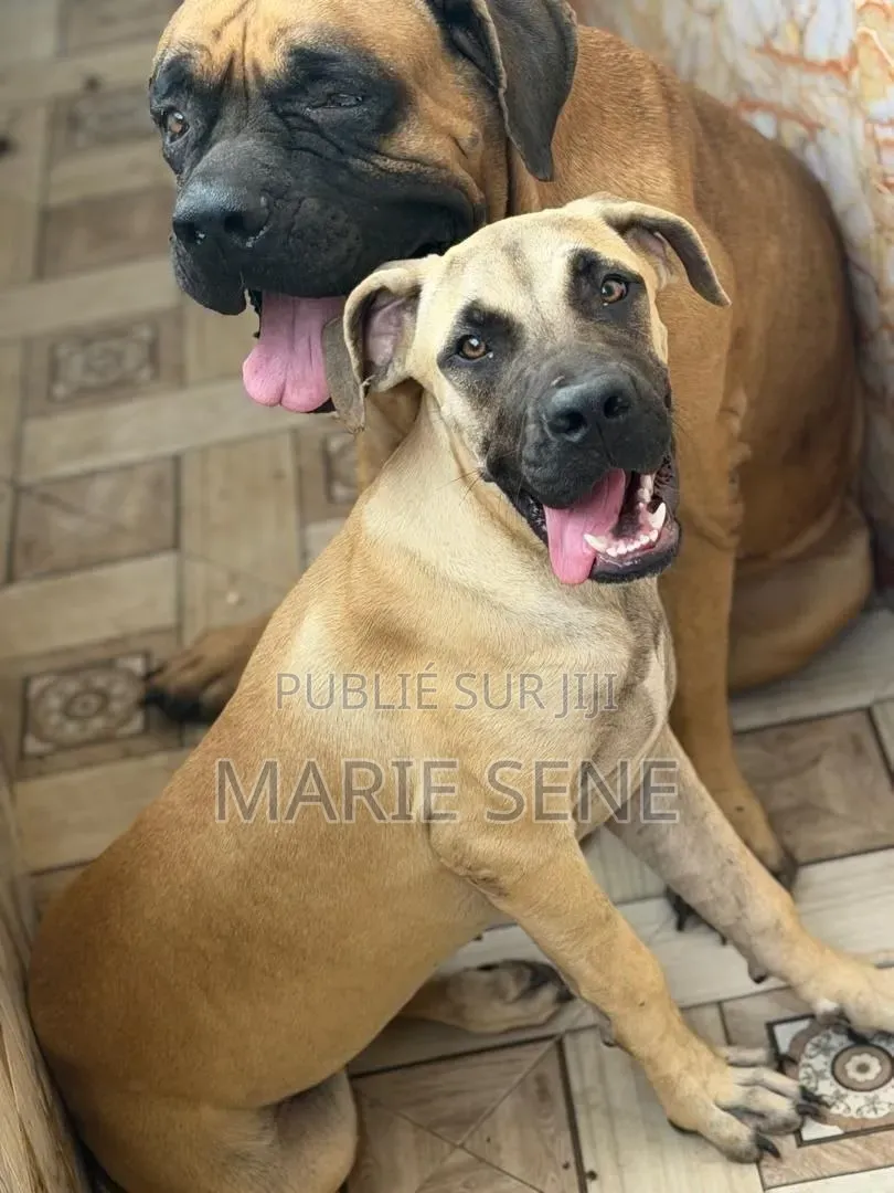 3-6 mois Femme Pure race Boerboel