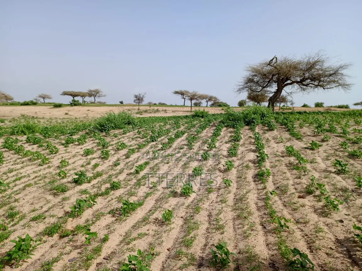 1,80 Hectare De Terre Agricole Vers Thiéppe - Kébémer