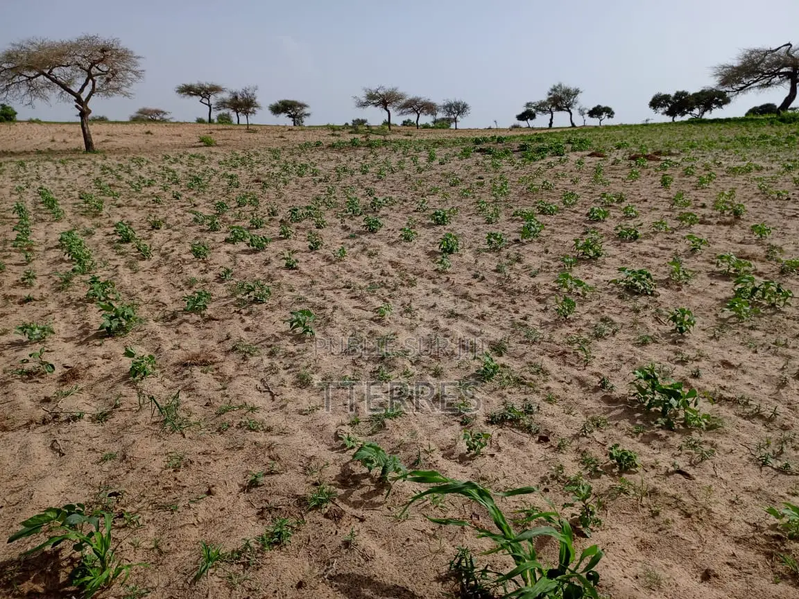 1,80 Hectare De Terre Agricole Vers Thiéppe - Kébémer