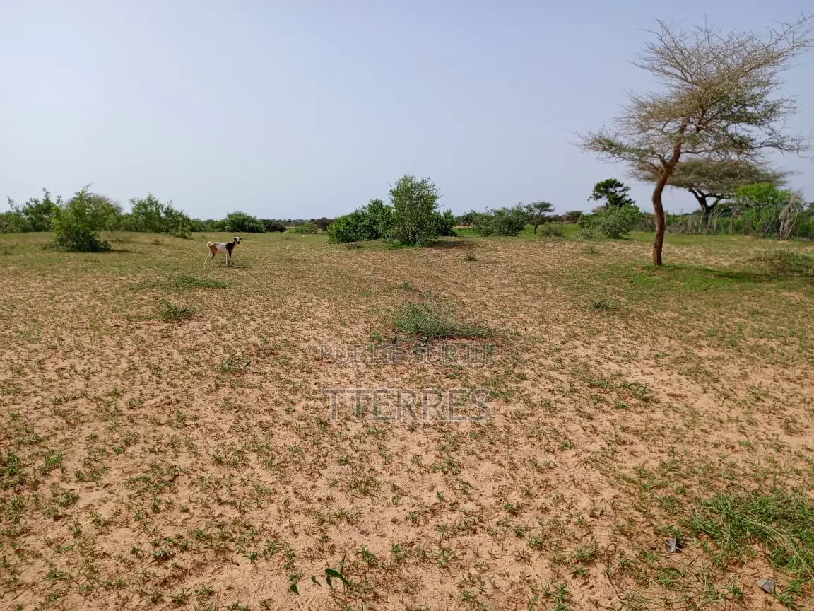 1,63 Hectare De Terre Agricole Vers Thiéppe - Kébémer