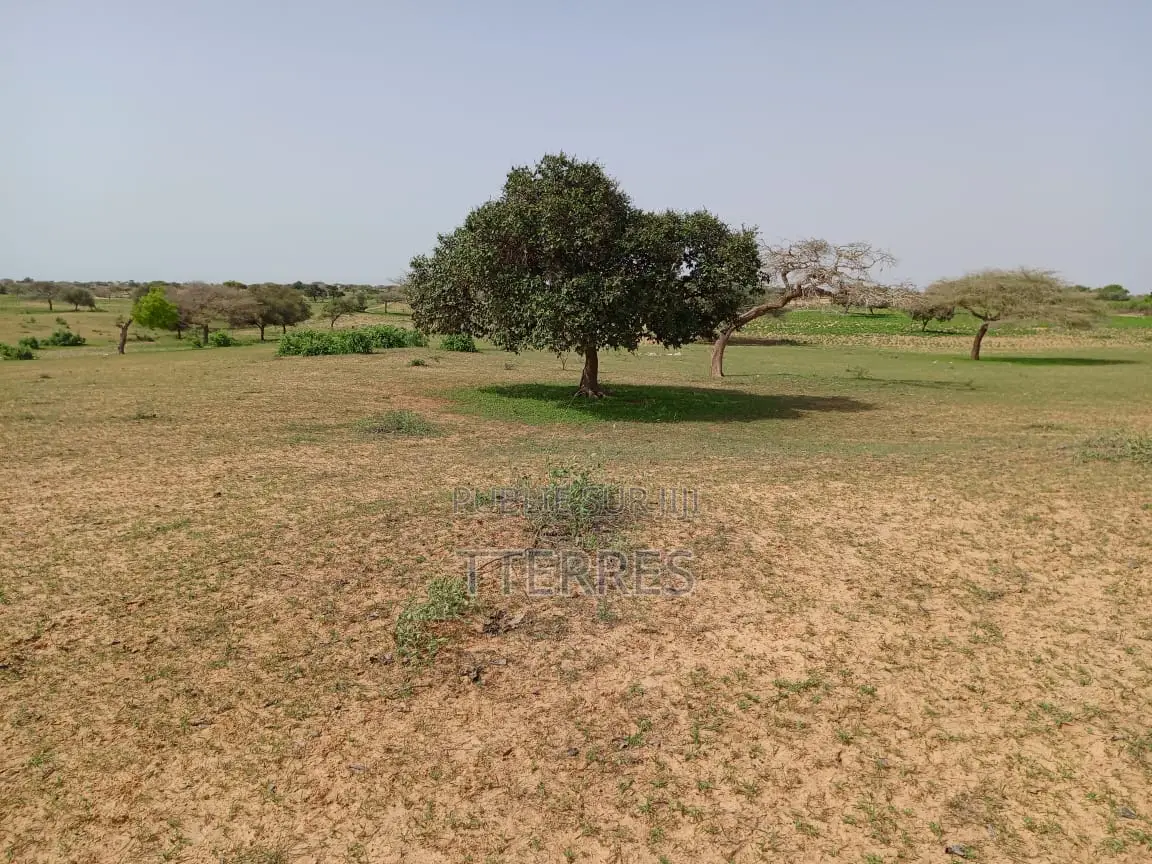1,63 Hectare De Terre Agricole Vers Thiéppe - Kébémer