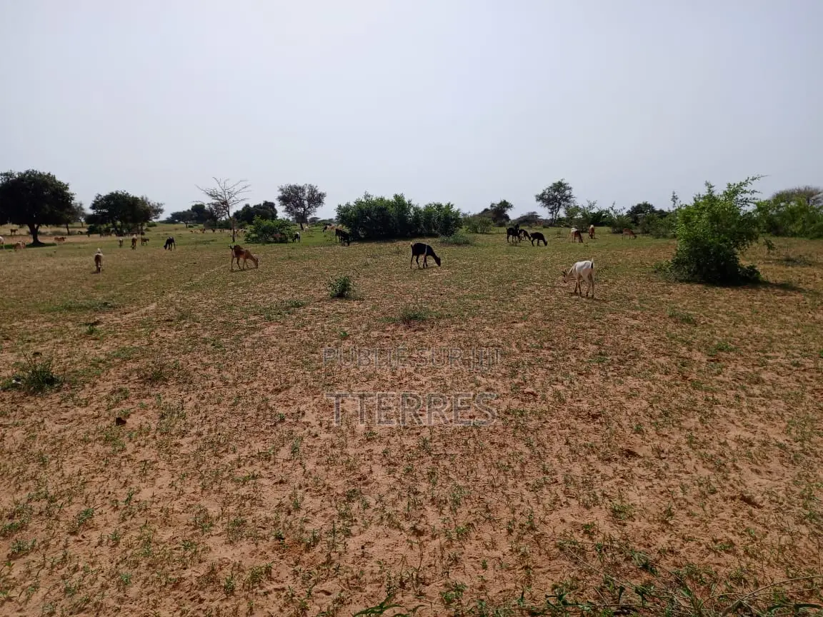1,63 Hectare De Terre Agricole Vers Thiéppe - Kébémer