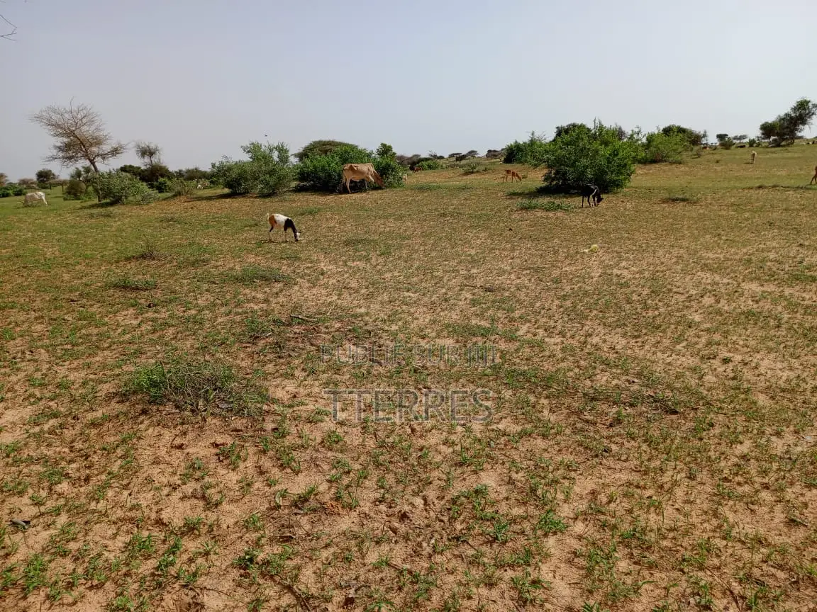 1,63 Hectare De Terre Agricole Vers Thiéppe - Kébémer