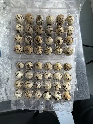 Oeufs De Cailles
