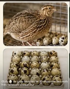 Oeufs De Cailles
