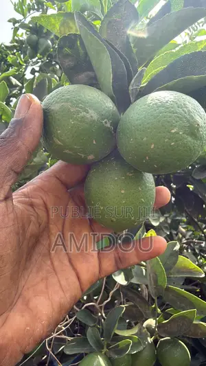 Citron Vert