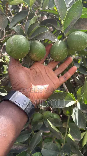 Citron Vert
